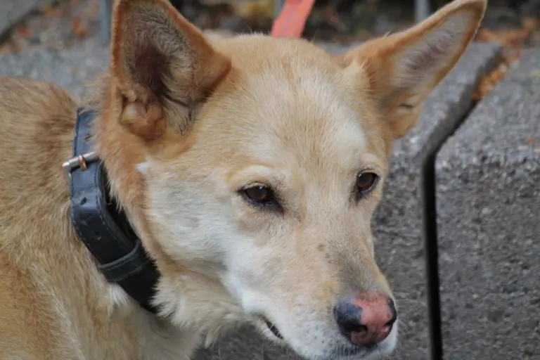 Kanton Luzern – Hunde im Wald müssen angeleint werden