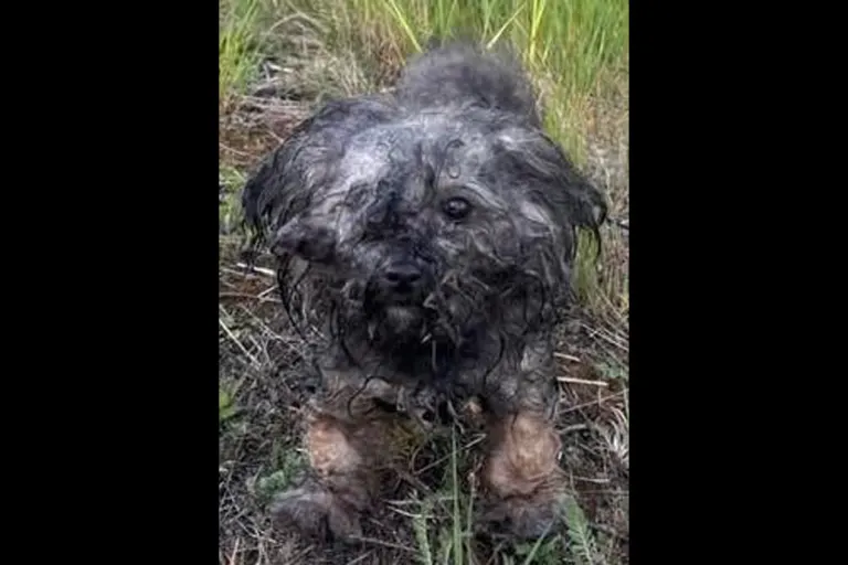 Thaleischweiler-Fröschen – Hund ausgesetzt und verwahrlost