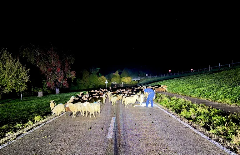 Niederteufen AR – 120 Schafe legen Verkehr lahm