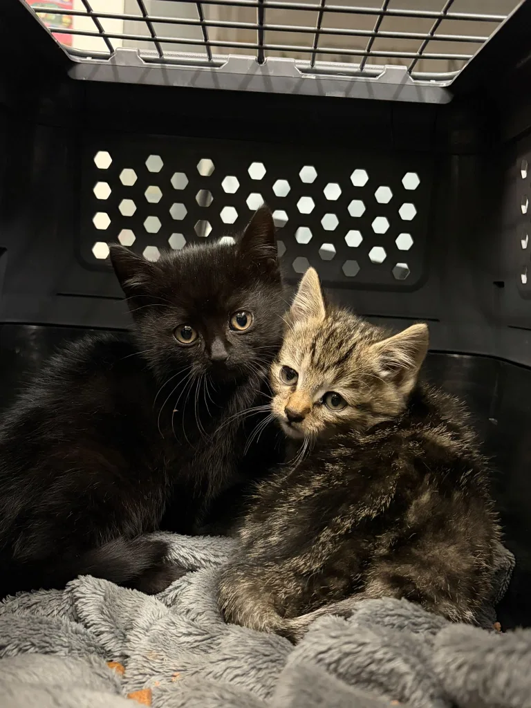Weinsheim/Sponheim – Zwei Katzenbabys unter B41 gefunden