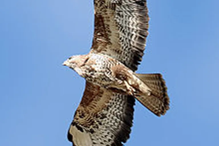 Mureck - Mäusebussard muss wegen Schrotschuss eingeschläfert werden
