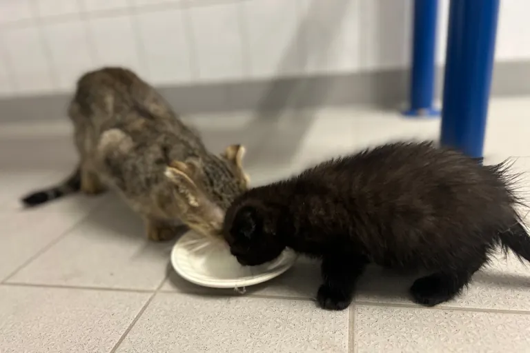 Bad Kreuznach RP – Ausgesetzte Katzenbabys aus Plastiktüte gerettet