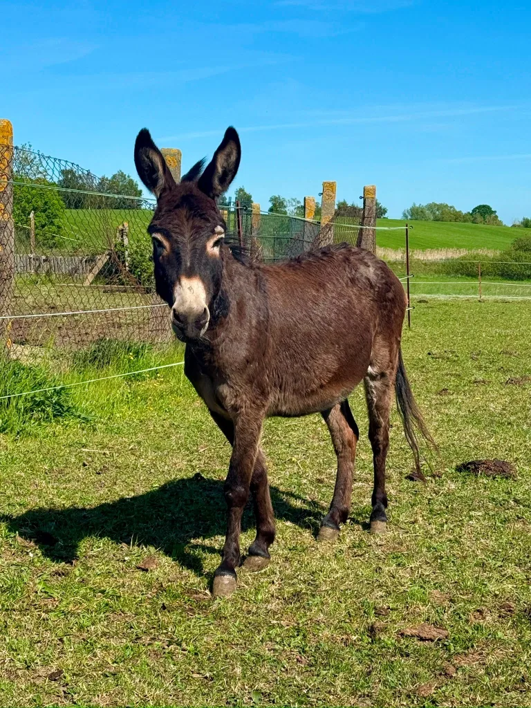 Damshagen – Zwergesel von Tierschutzhof gestohlen