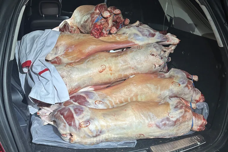 Weil am Rhein BW – Zoll stoppt unzulässigen Transport von Fleisch