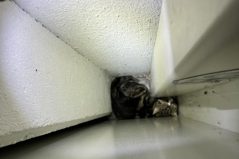 Chur GR - Einsatzkräfte befreien Katze aus misslicher Lage