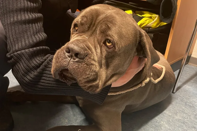 Enkenbach – Hund auf eisiger A6 entdeckt und gerettet