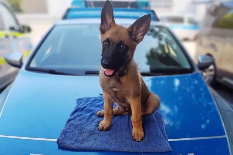 Mettmann – Welpe Sid startet Ausbildung zum Polizeihund