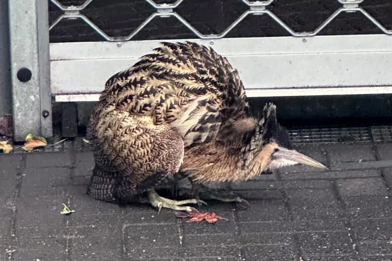 Neuss – Seltene Rohrdommel gefunden und ausgewildert