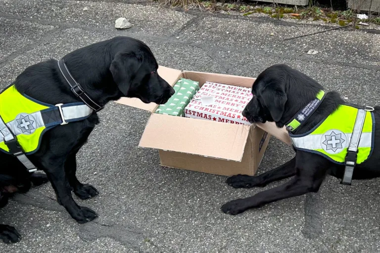 Zürich – Diensthunde entdecken Marihuana in Geschenkpaket
