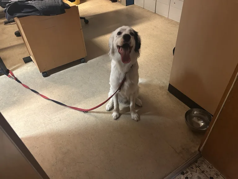 Hund in Bodenheim zugelaufen –  Besitzer gesucht