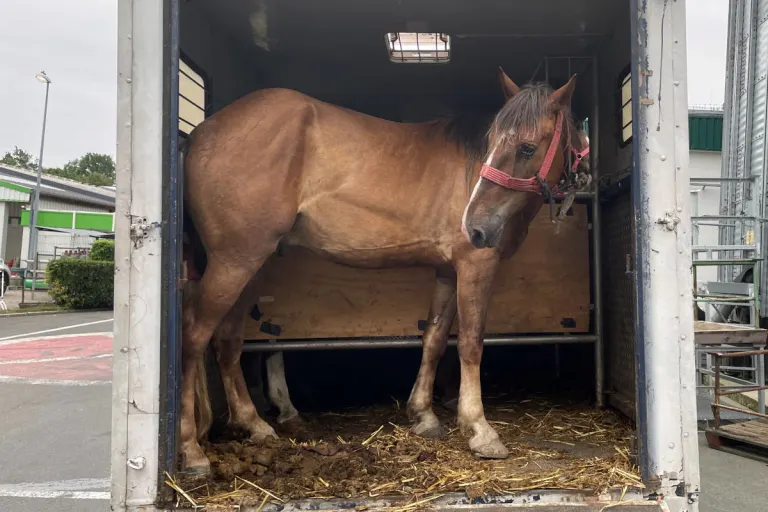 A44 Dortmund – Polizei stoppt Tiertransport - Vier Pferde sichergestellt