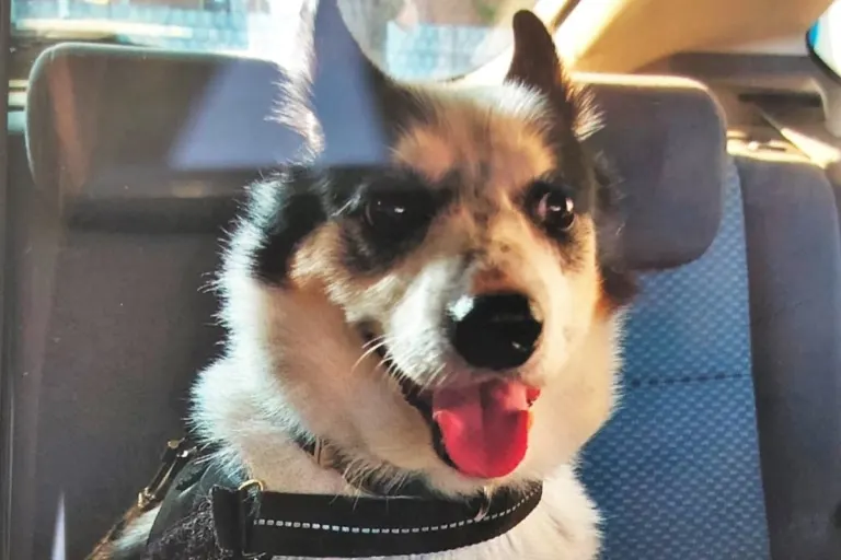 Rhede - Gewaltsam gestohlener Hund wird schmerzlich vermisst