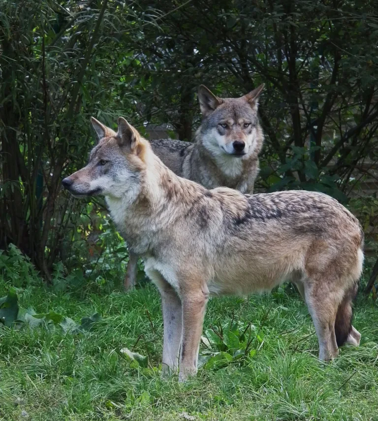 Baruth/Mark – Kind (8) von Wolf in Tierpark schwer verletzt