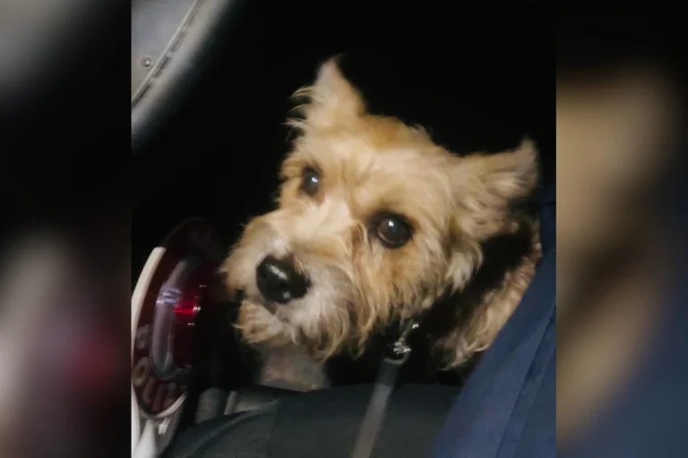 Köln – Herrchen in Haft – Hund „Lilli“ dem Tierschutz übergeben