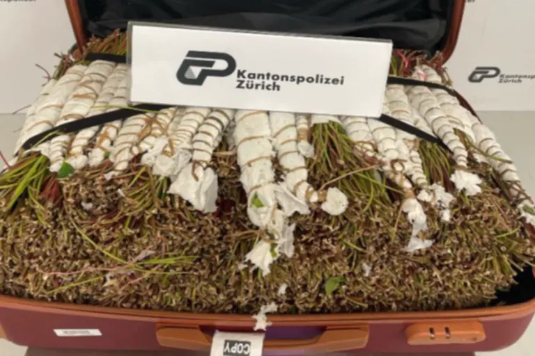 Mit 47 Kilogramm Khat am Flughafen Zürich ZH erwischt 