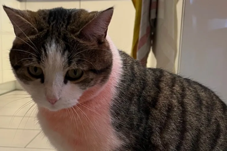 Beringen SH – Kater mit roter Farbe besprüht