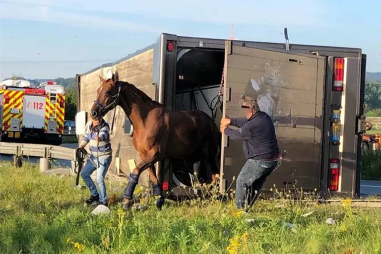 Münster - Pferdetransporter kippt um - Ein Pferd tot