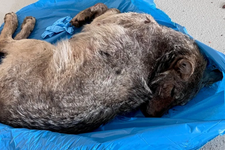 Behrenhoff - Es war doch kein Hund