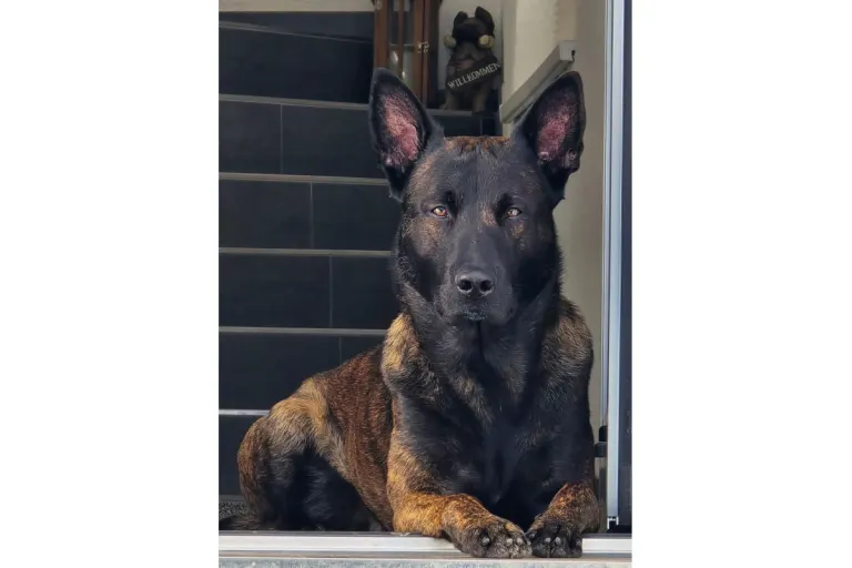 Kitzbühel – Polizeihund Ron findet vermissten Heimbewohner