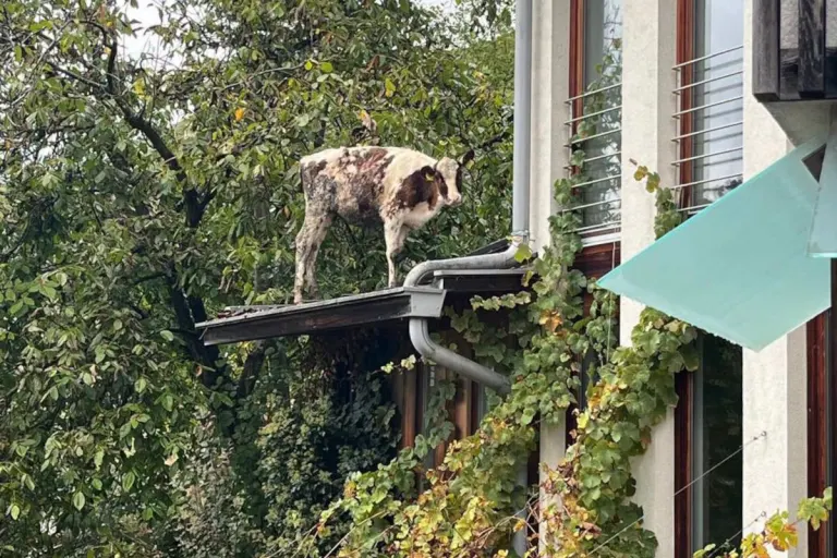 Hopfgarten – Kalb steht auf Dach im dritten Stockwerk