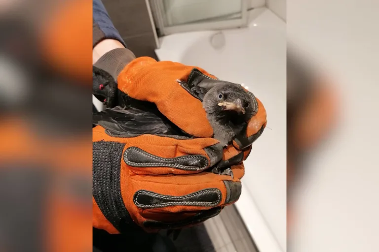 Dinslaken – Jungvögel aus Lüftungsschacht befreit