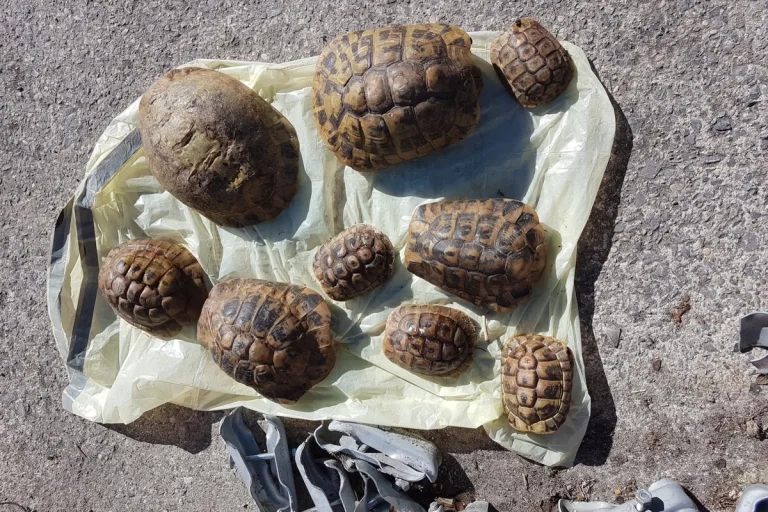 Bad Westernkotten – 12 Schildkröten in einem Müllsack entdeck