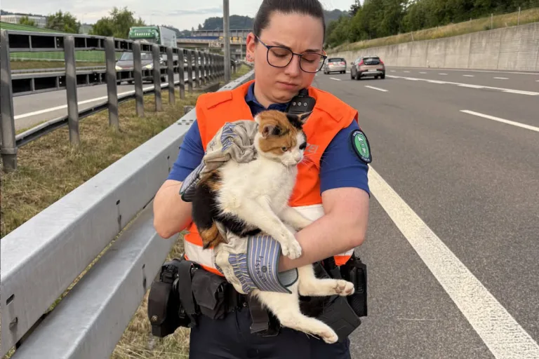 A1 St.Gallen – Katze auf Autobahn gerettet