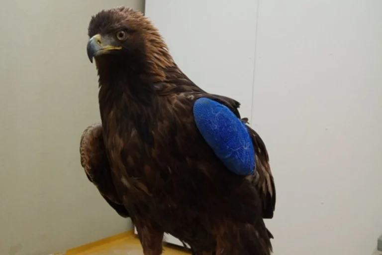 Kanton Uri - Adler mit Schrot beschossen und verletzt