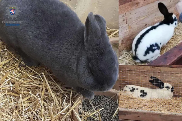 Groß-Bieberau - Ostern ohne Hasen?