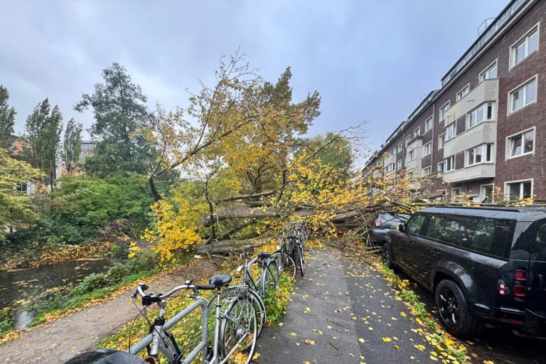 Düsseldorf NW – 50 Meter hoher Baum stürzt auf neun Autos bei Sturm