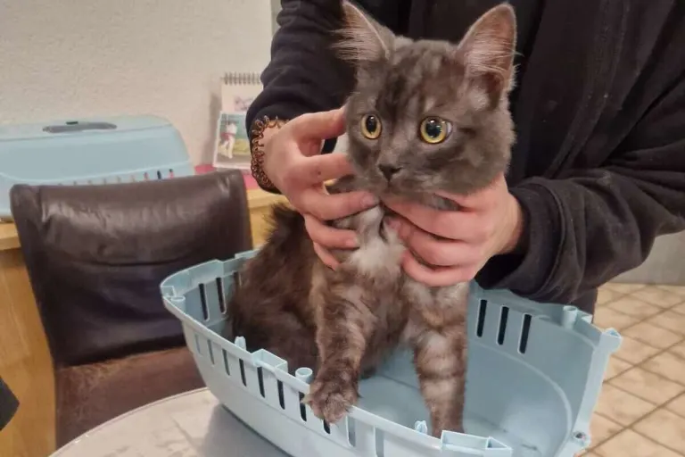  Forbach – Unbekannte setzen Kater auf Parkplatz an der L80b aus 