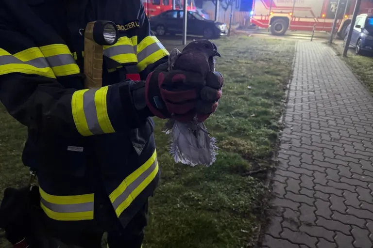 Ebenfurth – Feuerwehr rettet Taube aus Kaminrohr