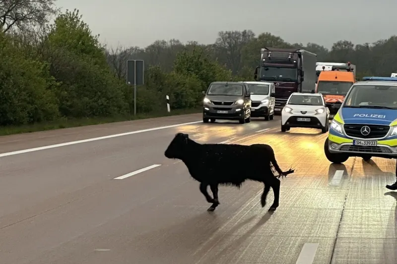 Ratzeburg SH - Ausgebüxtes Rind verursacht Sperrung auf der Autobahn