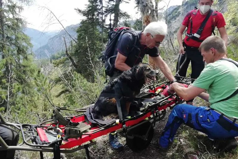 Goisererhütte - Hund von Bergrettern mit Gebirgstrage ins Tal gebracht!