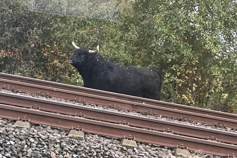 Goslar NI – Rinderbulle legt Bahnstrecke lahm