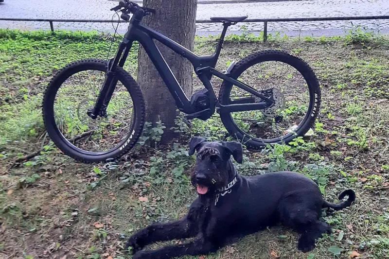 Travemünde SH – Diensthunde spüren gestohlene E-Bikes auf