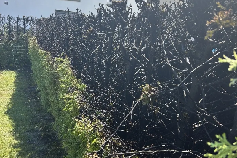 Felben-Wellhausen TG – Hecke bei Abflammarbeiten in Brand geraten