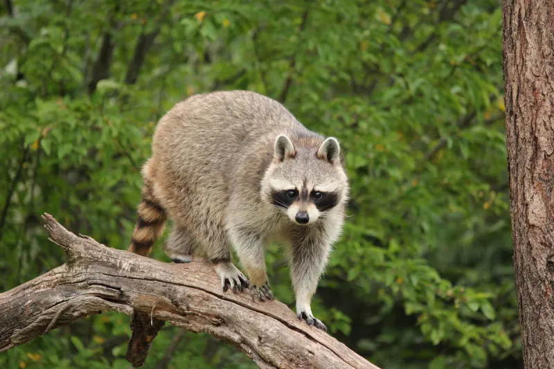 Burbach – Waschbär mit Armbrust getötet