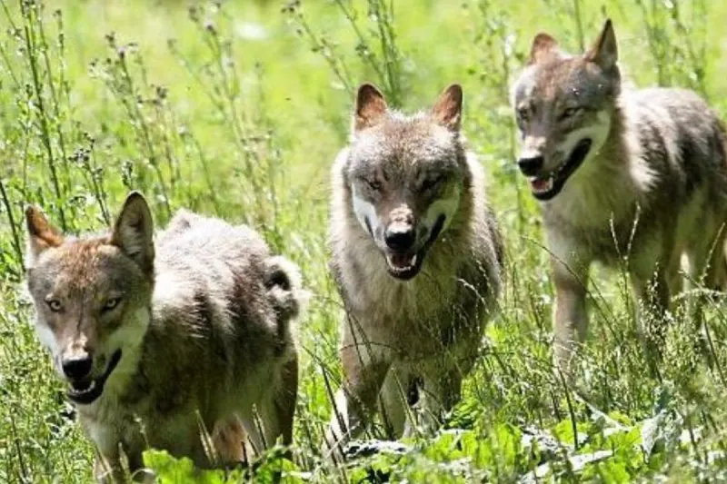 Lam BY – Ermittlungen nach Fund eines toten Wolfes