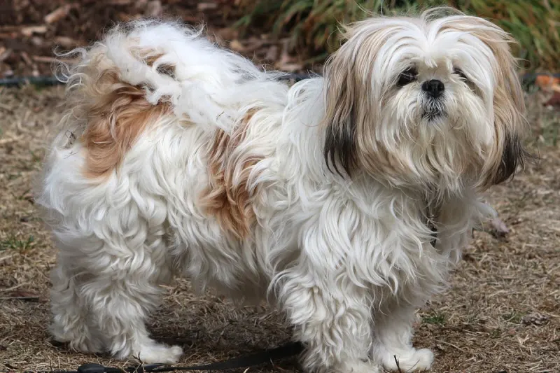 Rheinmünster – Hundehalterin nach tödlicher Attacke gesucht