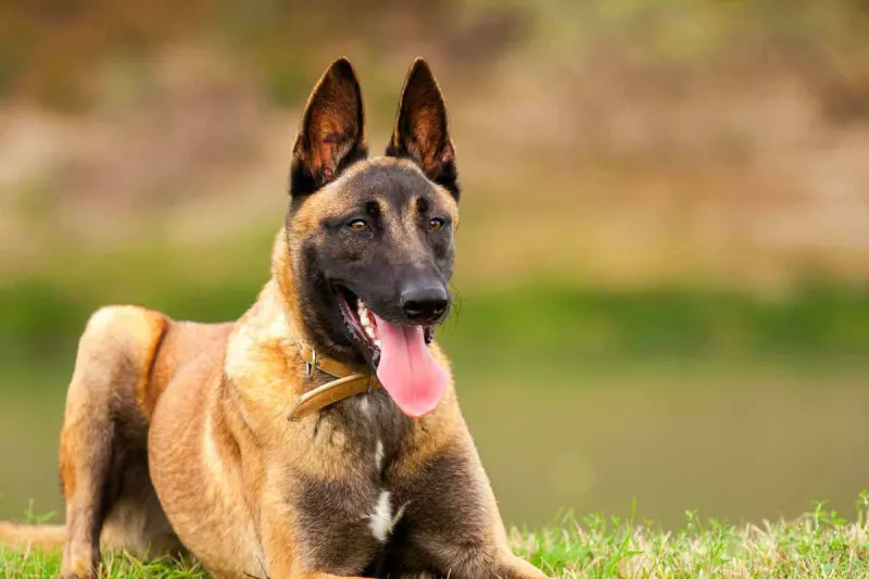 Tierquälerei in Klagenfurt St. Ruprecht - Hunde über vier Wochen alleine in der Wohnung 