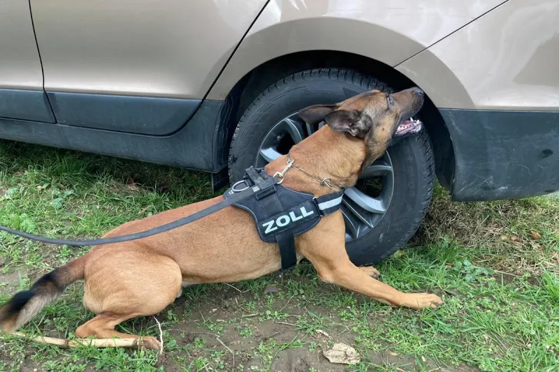 Krefeld – Zollhund Gunnar überführt Drogenkurier