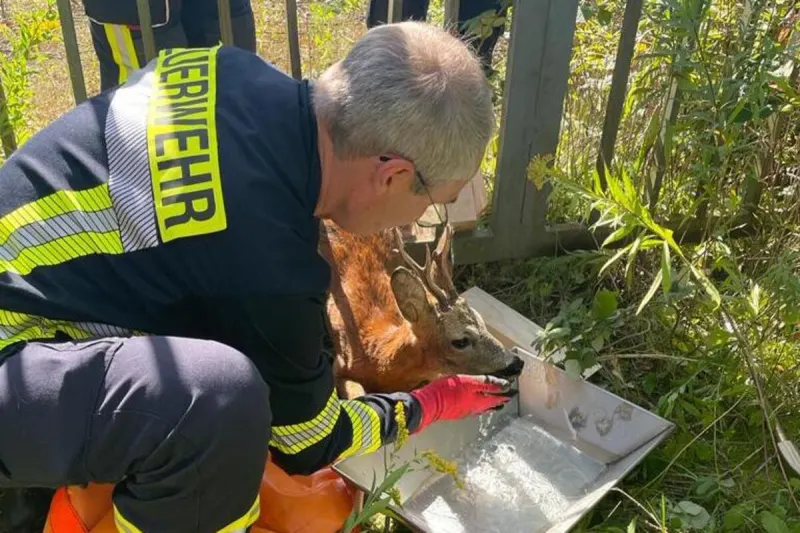 Groß Hehlen NI - Feuerwehr rettet ein Reh