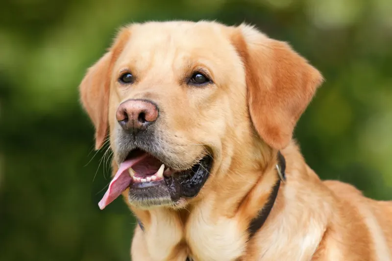 Kassel – Schlägerei nach Verdacht auf Hundediebstahl