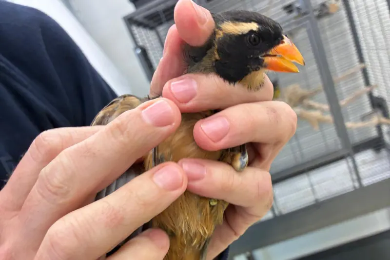 München BY – Sieben seltene Singvögel im Handgepäck entdeckt