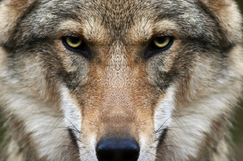 Landquart GR - Wolf auf A13 überfahren