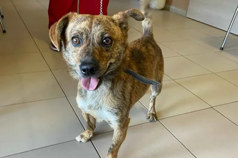Dieser kleine Hund wurde am Bahnhof St. Pölten ausgesetzt - wer erkennt ihn?
