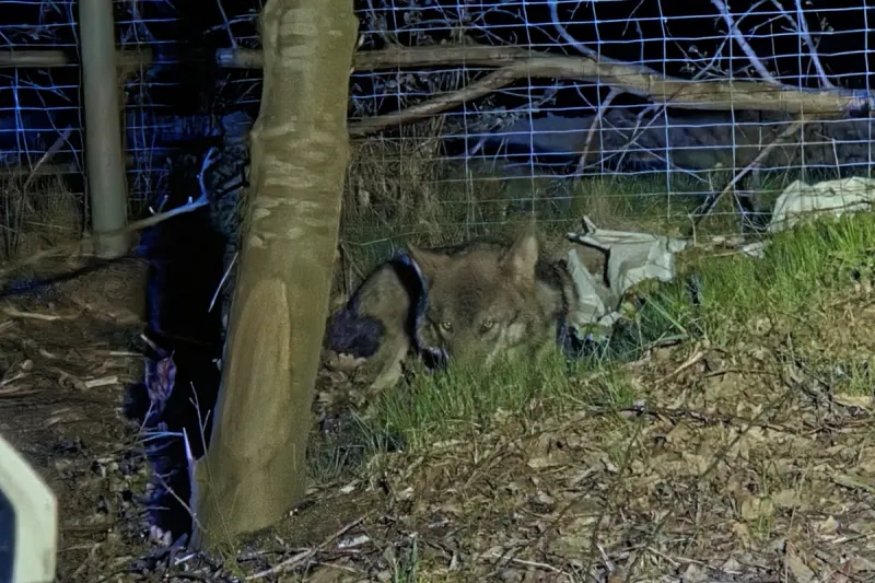 A27 Geestland – Unfall mit Wolf auf Autobahn
