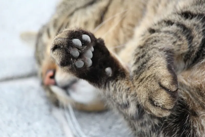 Schlossau – Katze mit Luftdruckwaffe angeschossen