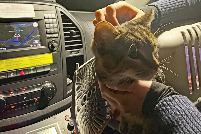 Wülfrath NW - Katze ausgesetzt 